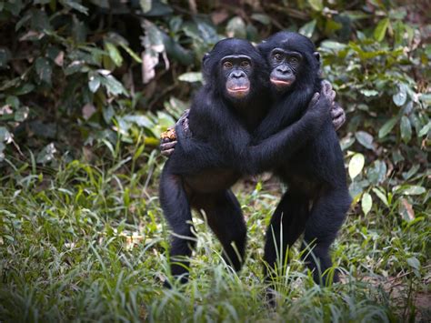 Protecting Great Apes and Their Habitats | Discover Africa