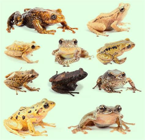 Researchers Discover Eleven New Species of Rain Frogs in Ecuador | Sci.News