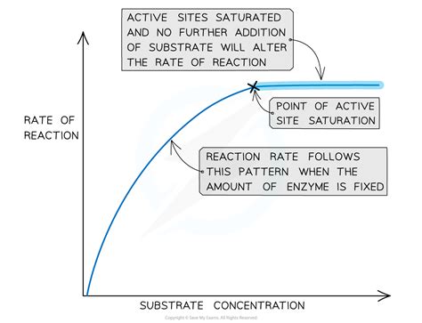 Enzyme Activity: Substrate Concentration (2.4.6) | OCR A Level Biology ...