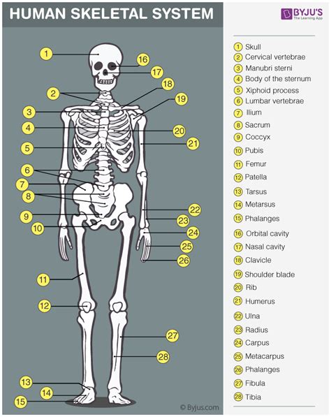 Bones in Your Body - An Overview