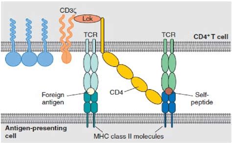 Schematic model for T-cell receptor ligation. Engagement of the TCR/CD3 ...