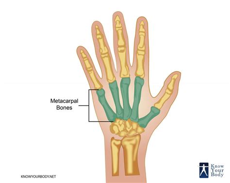 Metacarpal Bones - Anatomy, Structure, FAQs and Diagram