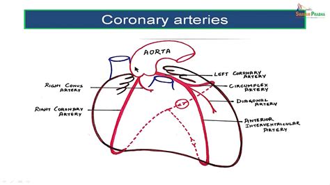 Coronary circulation - YouTube