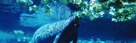 Manatee Feeding - Manatee Facts and Information