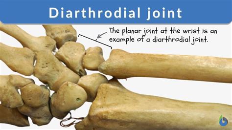 Diarthrodial joint Definition and Examples - Biology Online Dictionary