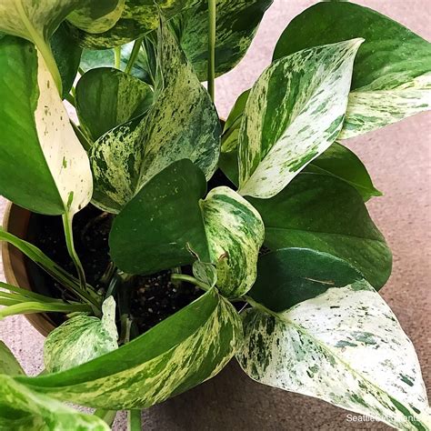 Variegated Pothos Plant - Pothos Plant