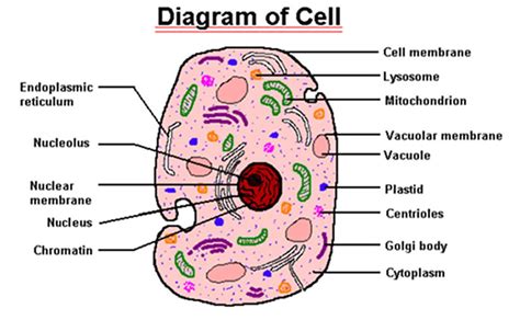 diagram | Cell diagram, Cell parts, Cell membrane