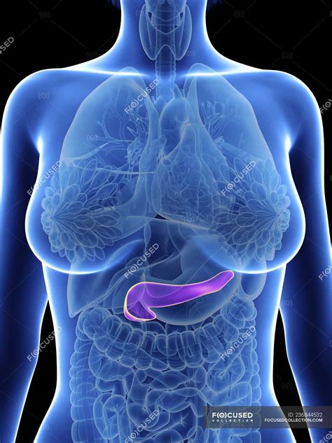 Illustration of female silhouette with highlighted pancreas. — body ...