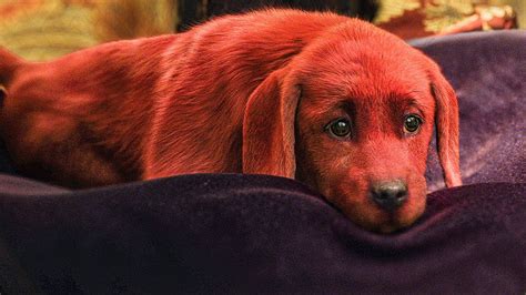 Emily Meets Baby Clifford Scene - Clifford the Big Red Dog (2021) Movie ...