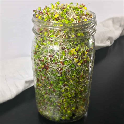 How to Grow Broccoli Sprouts (Sprouting Broccoli Seeds)