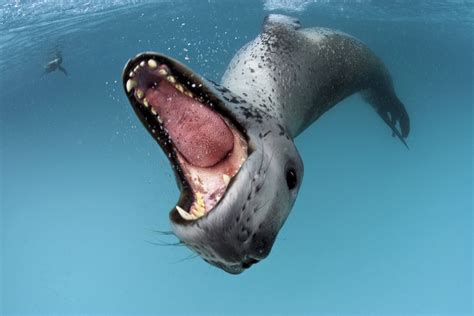 Sea leopard, Antarctic Peninsula. (Photo by Paul Nicklen) | Leopard ...