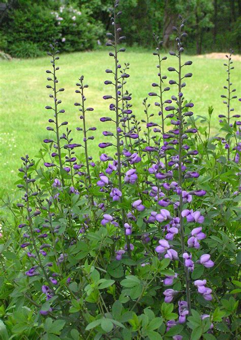 Blue Wild Indigo | Native American Seed