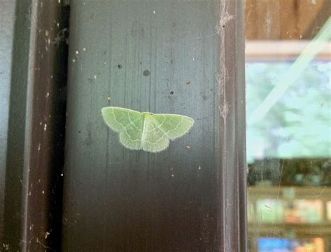 Distracted Naturalist: Small Green Moth