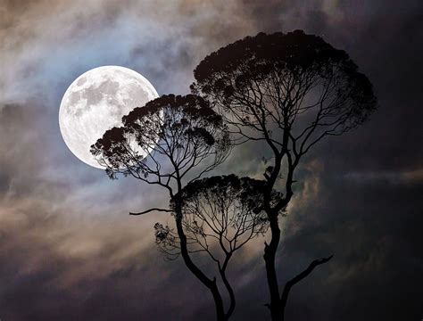 Moonlight Night Wallpaper Hd