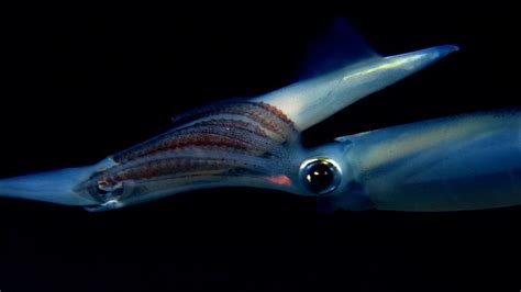 Nature - The Incredible Mating Ritual of Opalescent Squid - Twin Cities PBS