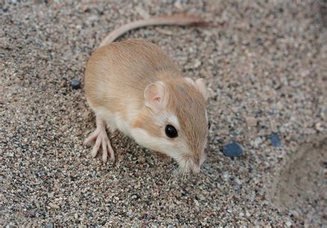 Those kicks were fast as lightning: Kangaroo rats evade deadly snake ...