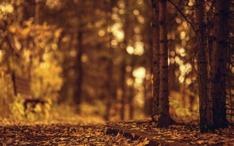 Forest trees, brown, bench, blurred, nature HD wallpaper | Wallpaper Flare