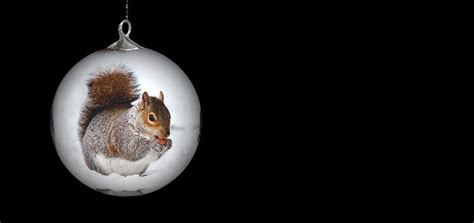 Christmas Ornament Squirrel - Free photo on Pixabay - Pixabay