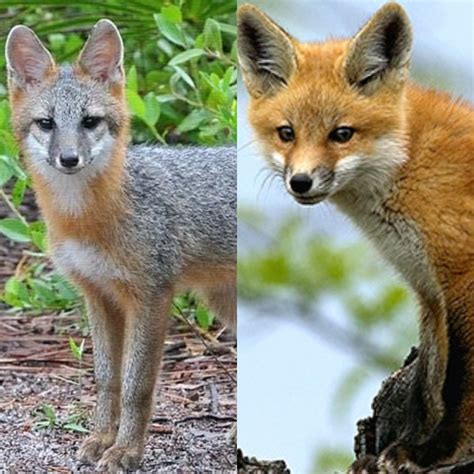 Wildlife With Ali: Florida Foxes | Osprey Observer