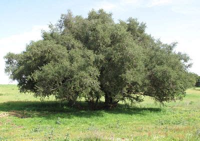 Sideroxylon spinosum L. | Plants of the World Online | Kew Science