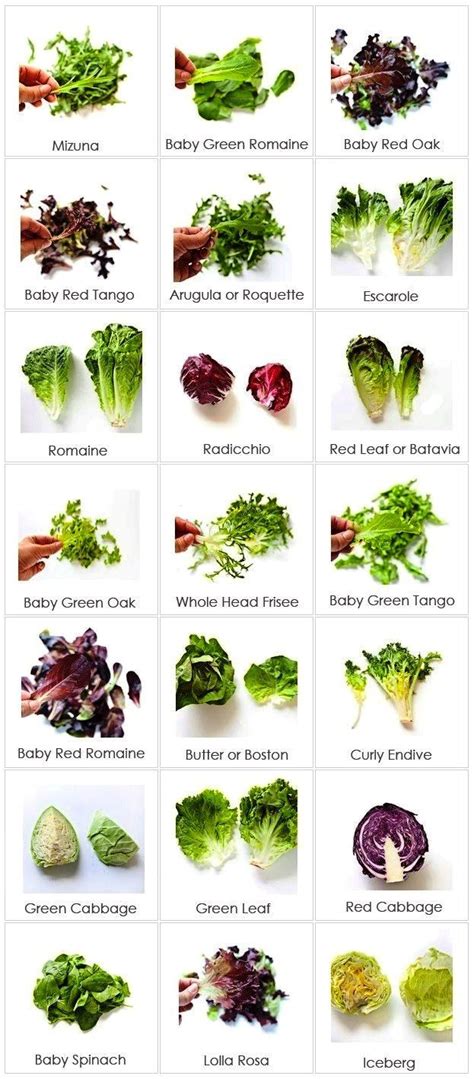 Salad Greens | Types of lettuce, Whole food recipes, Food charts