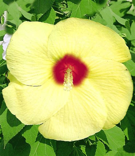 Hardy Hibiscus Seeds OLD YELLA Perennial Flowering Shrub