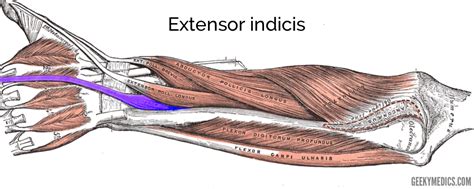 Muscles of the Posterior Forearm | Anatomy | Geeky Medics