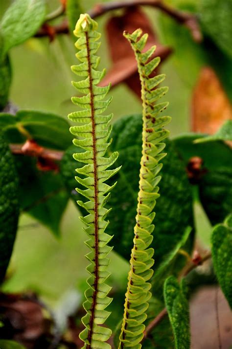 Nephrolepis cordifolia (Nephrolepidaceae) image 34175 at PhytoImages ...