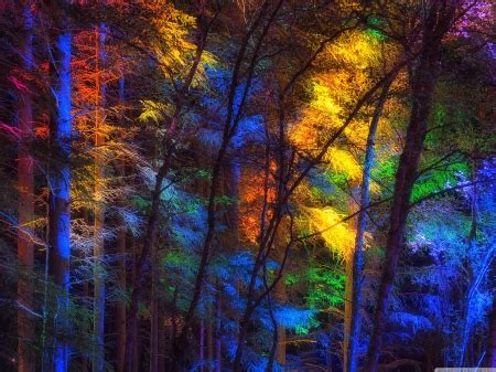 Colorful forest - Forests & Nature Background Wallpapers on Desktop ...