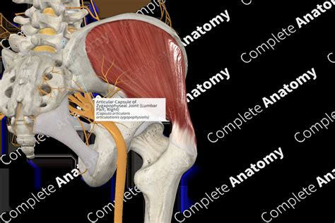 Articular Capsule of Zygapophyseal Joint (Lumbar Part; Right ...