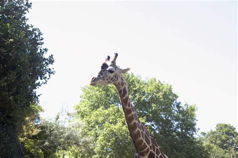 Woodland Park Zoo in Seattle, Washington