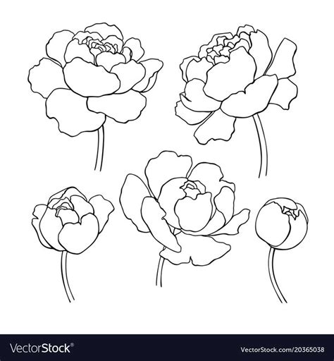 Peony line drawing. Vector hand drawn outline flower set. Simple ...