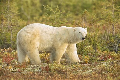 The rich wildlife of Hudson Bay - Churchill Wild Polar Bear Tours