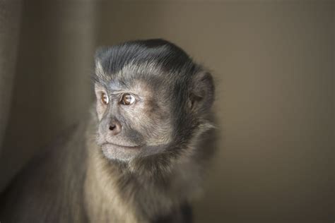 Do Capuchin Monkeys Make Good Pets - Pets Retro