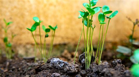 Cowpeas: How To Grow and Care for Black-Eyed Pea Plants