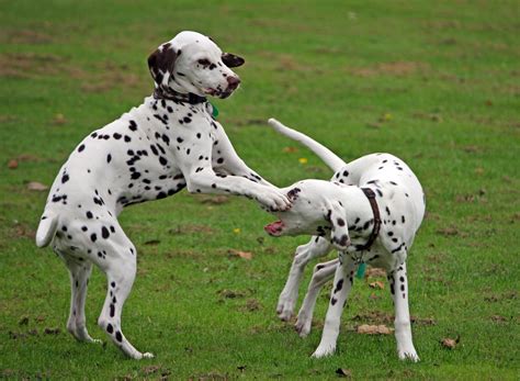 Cute Puppies Playing Free Stock Photo - Public Domain Pictures