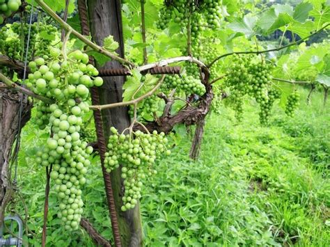 Green grapes on a vine - Stock Photo - Dissolve