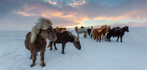 Taking on the Tolt on an Icelandic Horse