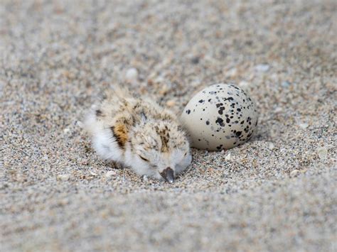 Piping Plover Nesting (Location, Eggs + Behavior) | Birdfact