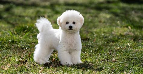 Are Bichon Frisé Dogs Good Pets? Discover Their Ideal Traits