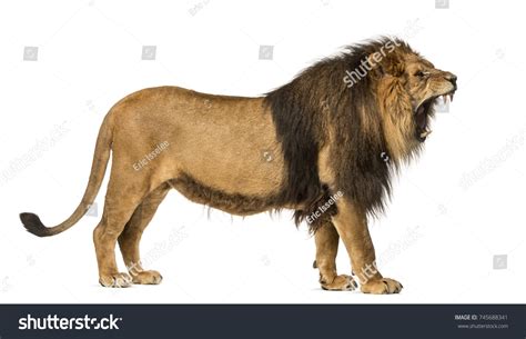 222 Angry lion side view Images, Stock Photos & Vectors | Shutterstock