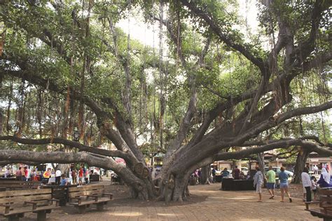 Ring by ring, banyan tree in heart of Lahaina chronicles 150 years of ...