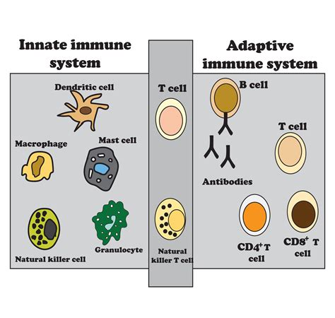 The innate and adaptive immune system diagram, Immunity infection ...