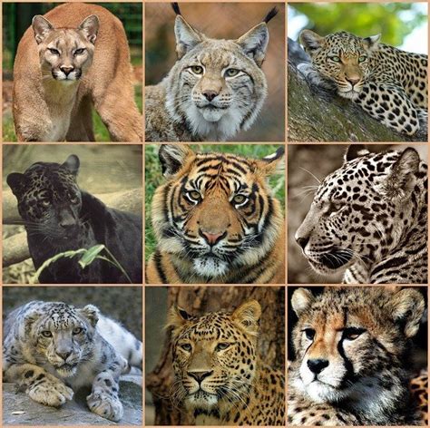 Felidae Species List | Wiki | 𖣘Therian • Amino𖣘 Amino