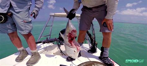 Watch How A Vicious Barracuda Eats Half Of These Fishermen Catch ...