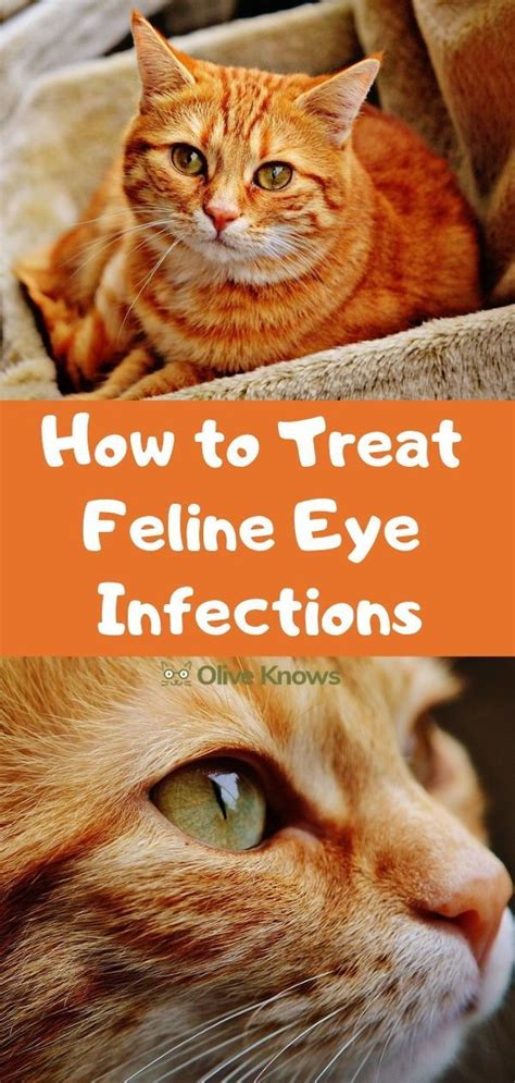 How to Treat Feline Eye Infections | OliveKnows in 2020 | Kitten eye ...