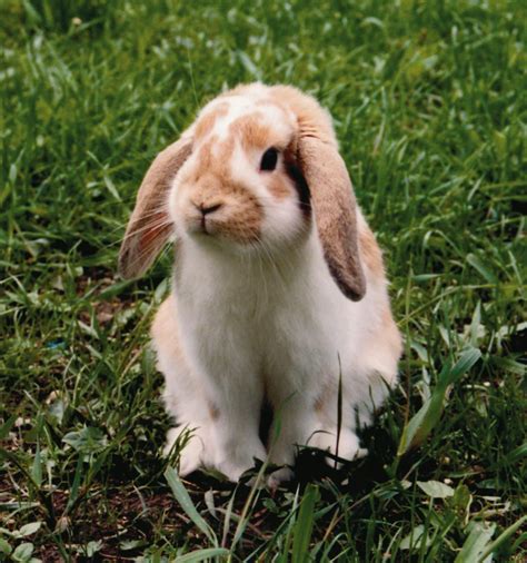 European rabbit (Coney): traits, pictures and videos