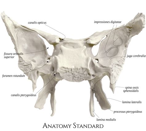 Anatomy Standard - Drawing Sphenoid bone: posterior view - Latin labels ...