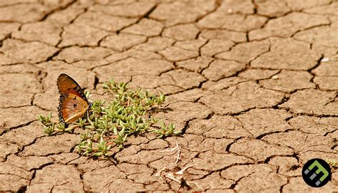 Desertification: What it Means and Why It Matters - EcoMatcher