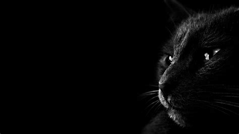 Cat Dark Wallpaper - Best Wallpaper HD | Black cat images, Black hd ...